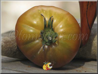 Tomate Black Elephant