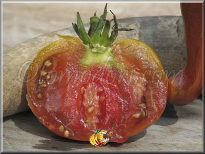 Tomate Black Elephant