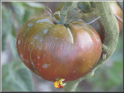 Tomate Black Elephant