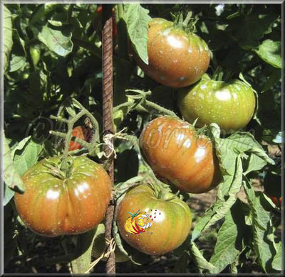 Tomate Black From Tula