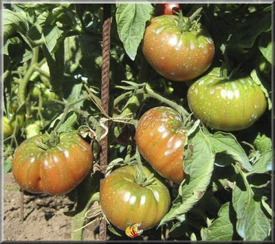 Tomate Black From Tula