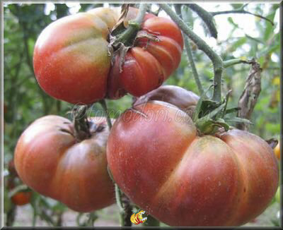 Tomate Black From Tula
