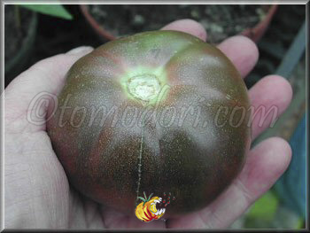 Tomate Black Seaman
