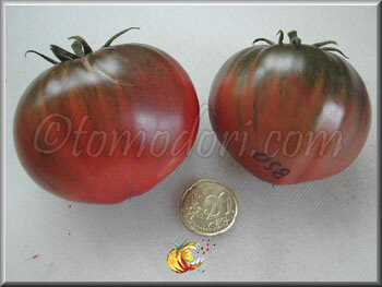 Tomate Black Seaman