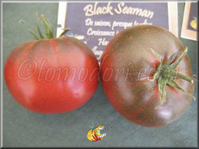 Tomate Black Seaman
