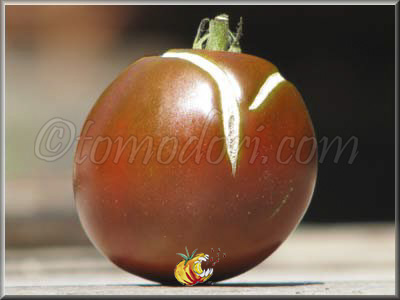 Tomate Black Yum Yum