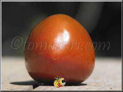 Tomate Black Yum Yum