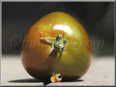 Tomate Black Yum Yum