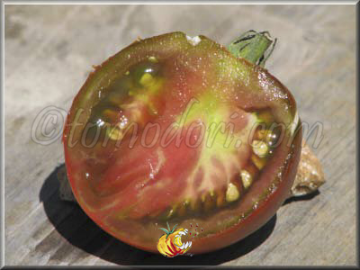 Tomate Black Yum Yum