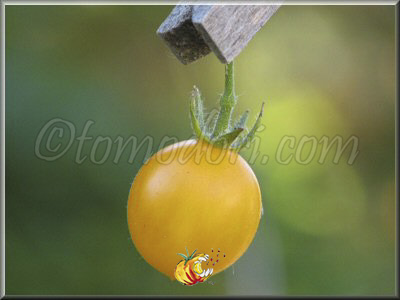 Tomate Blond Kopfchen