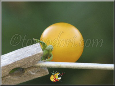 Tomate Blond Kopfchen