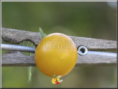 Tomate Blond Kopfchen