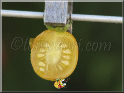 Tomate Blond Kopfchen