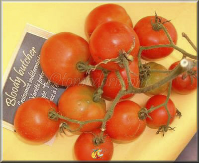 Tomate Bloody Butcher
