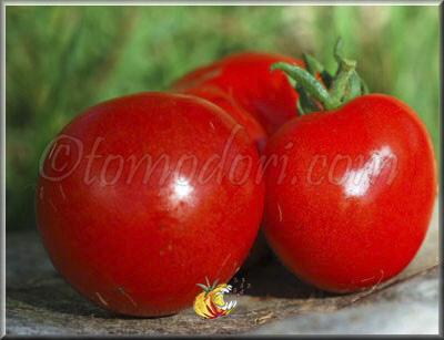 Tomate Bloody Butcher