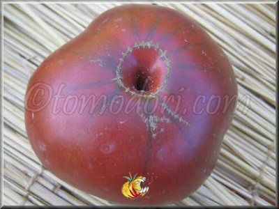 Tomate Blue Fruit