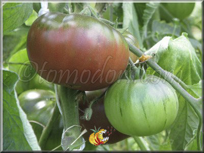 Tomate Blue Fruit