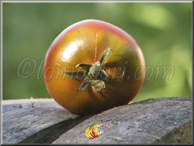 Tomate Bordo