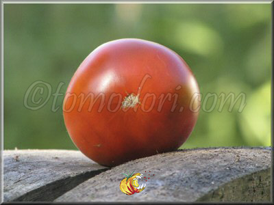 Tomate Bordo