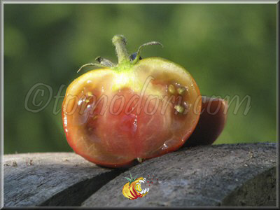 Tomate Bordo