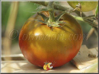 Tomate Bordo