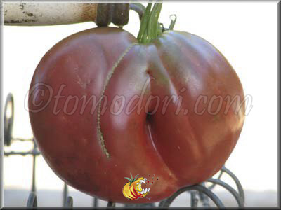Tomate Brad's Black Heart