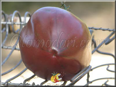 Tomate Brad's Black Heart