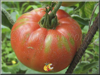 Tomate Brandywine