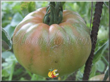Tomate Brandywine