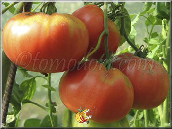 Tomate Brandywine