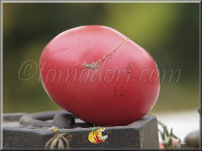 Tomate Brandywine Cherry