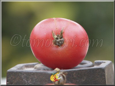 Tomate Brandywine Cherry