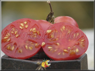 Tomate Brandywine Cherry