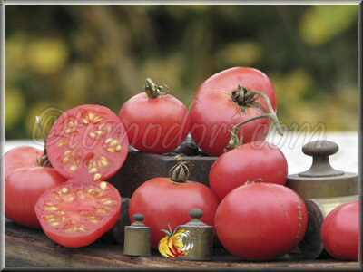 Tomate Brandywine Cherry