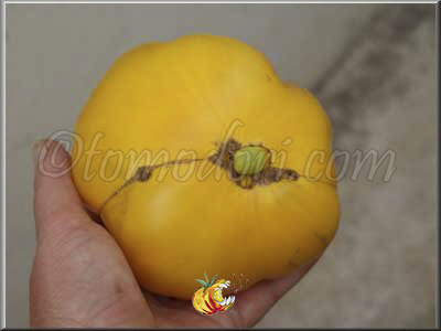 Tomate Brandywine Platfoot Yellow