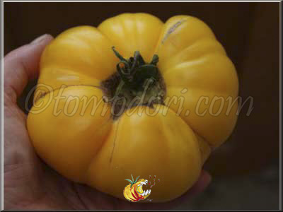 Tomate Brandywine Platfoot Yellow