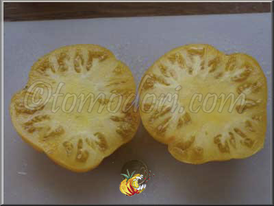 Tomate Brandywine Platfoot Yellow