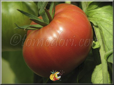 Tomate Brandywine Sudduth's Strain