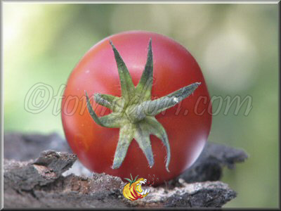 Tomate Brimmer