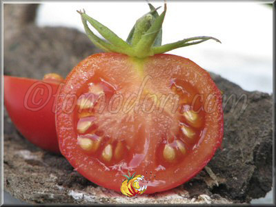 Tomate Brimmer