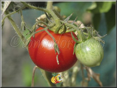 Tomate Brimmer