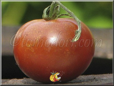 Tomate Brown Berry