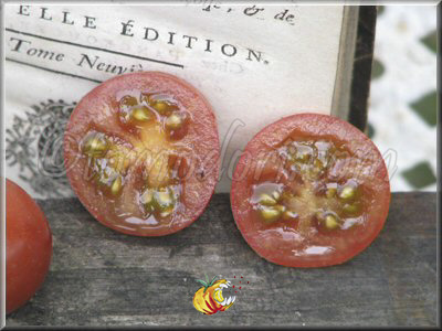 Tomate Brown Berry