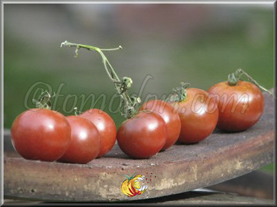 Tomate Brown Berry