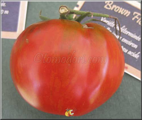 Tomate Brown Flesh