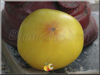 Tomate Buckeye Yellow