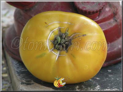 Tomate Buckeye Yellow