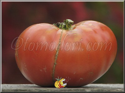 Tomate Bulgarian Tozala Egpu