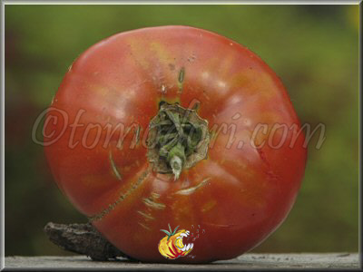 Tomate Bulgarian Tozala Egpu