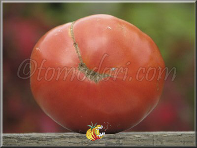 Tomate Bulgarian Tozala Egpu
